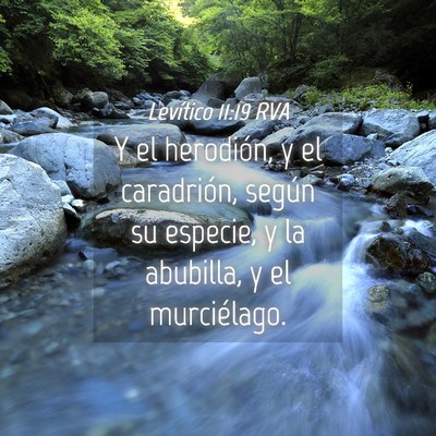 Picture 04 - Levítico 11:19 RVA - Y el herodión, y el caradrión, según su - Bible Verse Picture