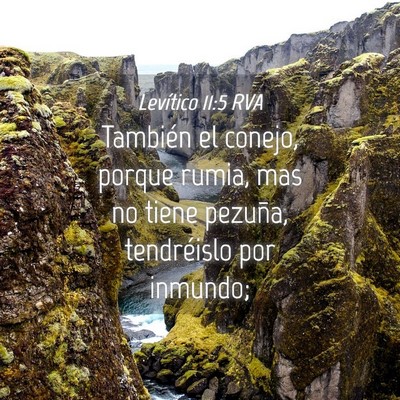 Picture 04 - Levítico 11:5 RVA - También el conejo, porque rumia, mas no tiene - Bible Verse Picture