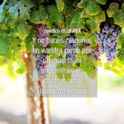 Picture 04 - Levítico 19:28 RVA - Y no haréis rasguños en vuestra carne por un - Bible Verse Picture