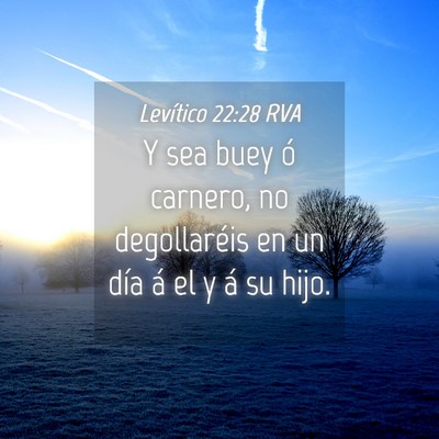 Picture 04 - Levítico 22:28 RVA - Y sea buey ó carnero, no degollaréis en un día - Bible Verse Picture
