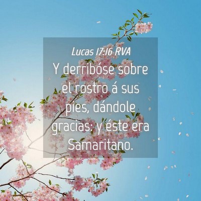 Picture 04 - Lucas 17:16 RVA - Y derribóse sobre el rostro á sus pies, - Bible Verse Picture