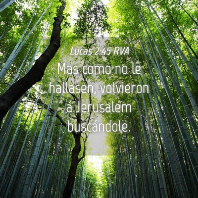 Picture 04 - Lucas 2:45 RVA - Mas como no le hallasen, volvieron á Jerusalem - Bible Verse Picture