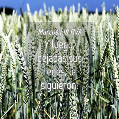 Picture 04 - Marcos 1:18 RVA - Y luego, dejadas sus redes, le - Bible Verse Picture
