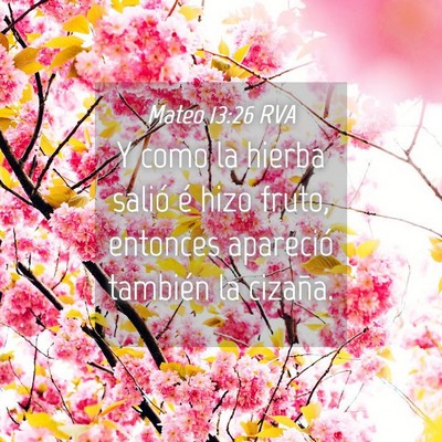 Picture 04 - Mateo 13:26 RVA - Y como la hierba salió é hizo fruto, entonces - Bible Verse Picture
