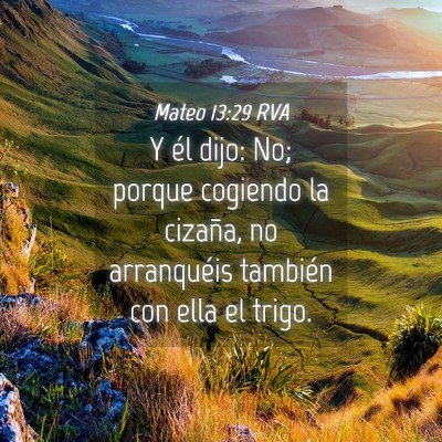 Picture 04 - Mateo 13:29 RVA - Y él dijo: No; porque cogiendo la cizaña, no - Bible Verse Picture