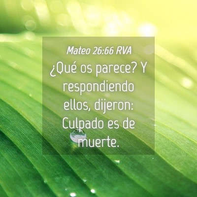 Picture 04 - Mateo 26:66 RVA - ¿Qué os parece? Y respondiendo ellos, dijeron: - Bible Verse Picture