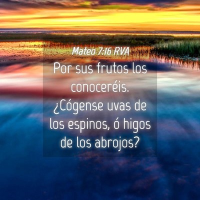 Picture 04 - Mateo 7:16 RVA - Por sus frutos los conoceréis. ¿Cógense uvas - Bible Verse Picture