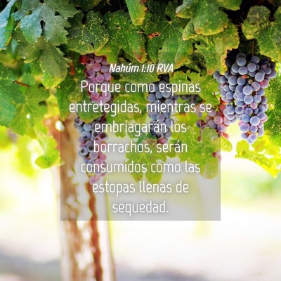 Picture 04 - Nahúm 1:10 RVA - Porque como espinas entretegidas, mientras se - Bible Verse Picture