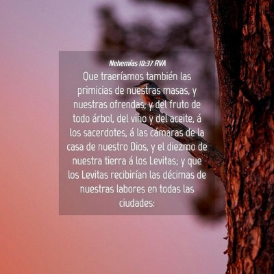 Picture 04 - Nehemías 10:37 RVA - Que traeríamos también las primicias de - Bible Verse Picture