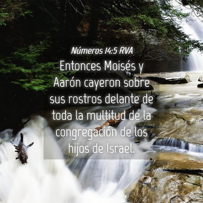 Picture 04 - Números 14:5 RVA - Entonces Moisés y Aarón cayeron sobre sus - Bible Verse Picture