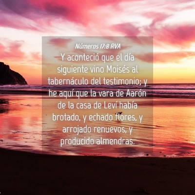 Picture 04 - Números 17:8 RVA - Y aconteció que el día siguiente vino Moisés - Bible Verse Picture