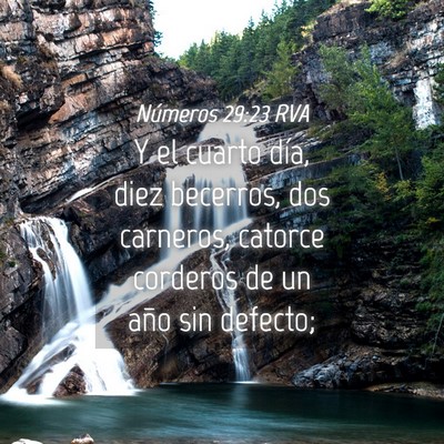 Picture 04 - Números 29:23 RVA - Y el cuarto día, diez becerros, dos carneros, - Bible Verse Picture