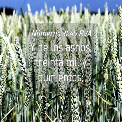 Picture 04 - Números 31:45 RVA - Y de los asnos, treinta mil y - Bible Verse Picture