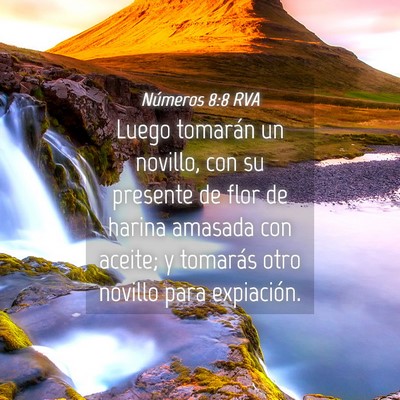 Picture 04 - Números 8:8 RVA - Luego tomarán un novillo, con su presente de - Bible Verse Picture