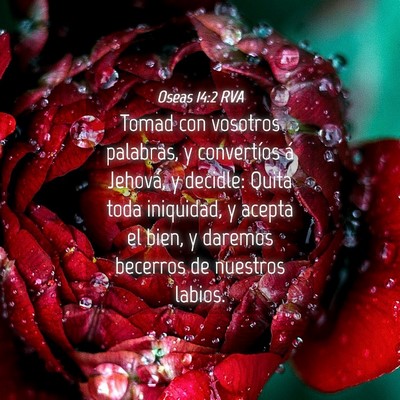 Picture 04 - Oseas 14:2 RVA - Tomad con vosotros palabras, y convertíos á - Bible Verse Picture