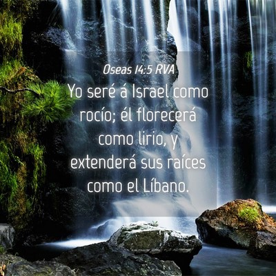 Picture 04 - Oseas 14:5 RVA - Yo seré á Israel como rocío; él florecerá - Bible Verse Picture