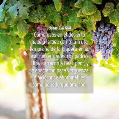 Picture 04 - Oseas 9:10 RVA - Como uvas en el desierto hallé á Israel: como - Bible Verse Picture