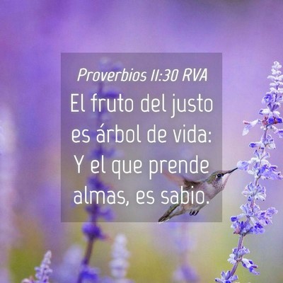 Picture 04 - Proverbios 11:30 RVA - El fruto del justo es árbol de vida: Y el que - Bible Verse Picture