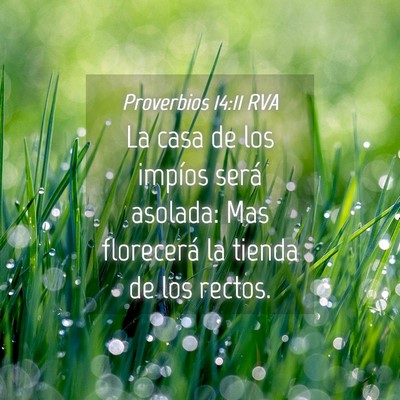 Picture 04 - Proverbios 14:11 RVA - La casa de los impíos será asolada: Mas - Bible Verse Picture