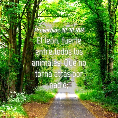 Picture 04 - Proverbios 30:30 RVA - El león, fuerte entre todos los animales, Que no - Bible Verse Picture