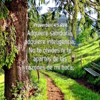 Picture 04 - Proverbios 4:5 RVA - Adquiere sabiduría, adquiere inteligencia; No te - Bible Verse Picture