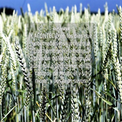 Picture 04 - Rut 1:1 RVA - Y ACONTECIO en los días que gobernaban los - Bible Verse Picture