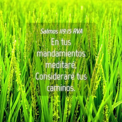 Picture 04 - Salmos 119:15 RVA - En tus mandamientos meditaré, Consideraré tus - Bible Verse Picture