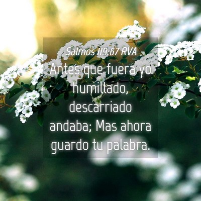 Picture 04 - Salmos 119:67 RVA - Antes que fuera yo humillado, descarriado andaba; - Bible Verse Picture