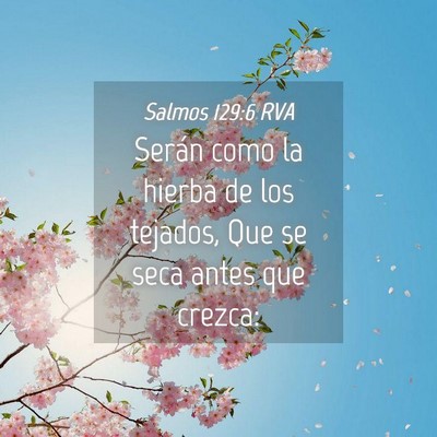 Picture 04 - Salmos 129:6 RVA - Serán como la hierba de los tejados, Que se seca - Bible Verse Picture