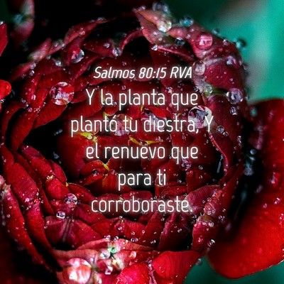 Picture 04 - Salmos 80:15 RVA - Y la planta que plantó tu diestra, Y el renuevo - Bible Verse Picture