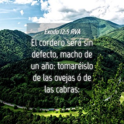 Picture 04 - Éxodo 12:5 RVA - El cordero será sin defecto, macho de un año: - Bible Verse Picture