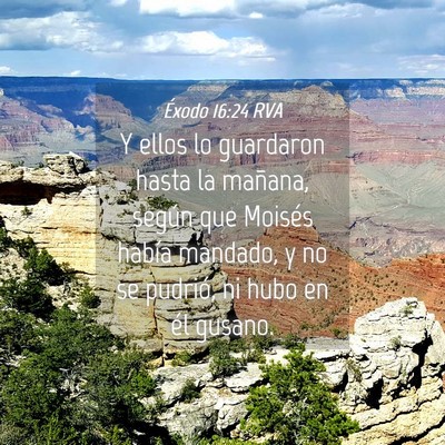 Picture 04 - Éxodo 16:24 RVA - Y ellos lo guardaron hasta la mañana, según que - Bible Verse Picture