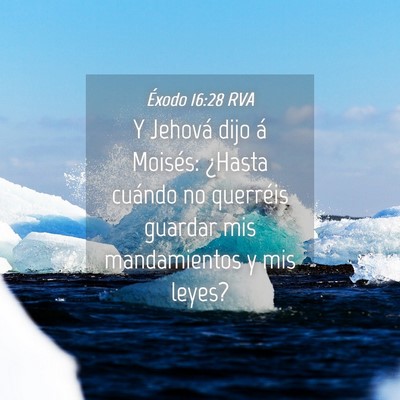 Picture 04 - Éxodo 16:28 RVA - Y Jehová dijo á Moisés: ¿Hasta cuándo no - Bible Verse Picture