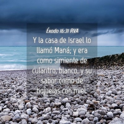 Picture 04 - Éxodo 16:31 RVA - Y la casa de Israel lo llamó Maná; y era como - Bible Verse Picture