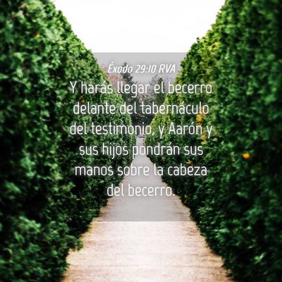 Picture 04 - Éxodo 29:10 RVA - Y harás llegar el becerro delante del - Bible Verse Picture