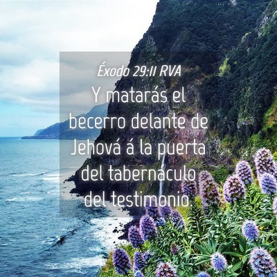 Picture 04 - Éxodo 29:11 RVA - Y matarás el becerro delante de Jehová á la - Bible Verse Picture