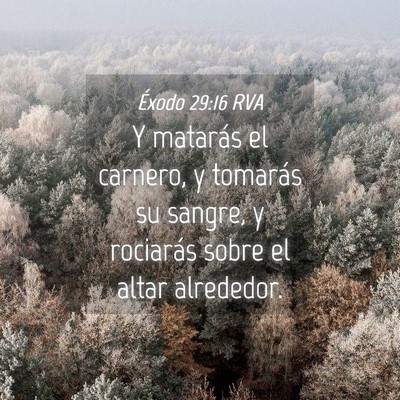 Picture 04 - Éxodo 29:16 RVA - Y matarás el carnero, y tomarás su sangre, y - Bible Verse Picture