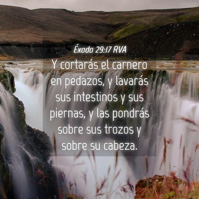 Picture 04 - Éxodo 29:17 RVA - Y cortarás el carnero en pedazos, y lavarás sus - Bible Verse Picture