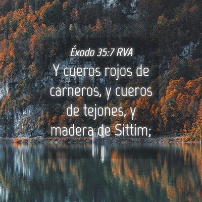 Picture 04 - Éxodo 35:7 RVA - Y cueros rojos de carneros, y cueros de tejones, - Bible Verse Picture