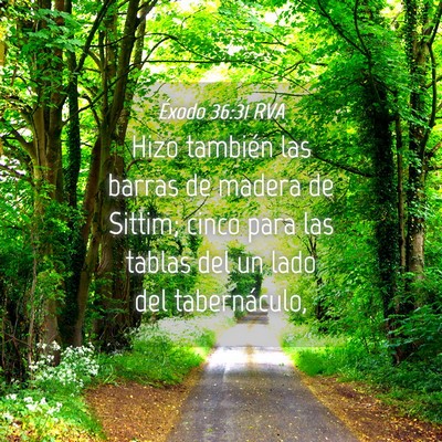 Picture 04 - Éxodo 36:31 RVA - Hizo también las barras de madera de Sittim; - Bible Verse Picture