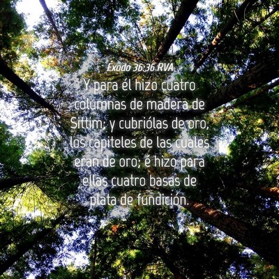 Picture 04 - Éxodo 36:36 RVA - Y para él hizo cuatro columnas de madera de - Bible Verse Picture