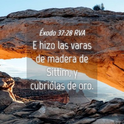 Picture 04 - Éxodo 37:28 RVA - E hizo las varas de madera de Sittim, y - Bible Verse Picture