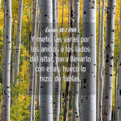 Picture 04 - Éxodo 38:7 RVA - Y metió las varas por los anillos á los lados - Bible Verse Picture