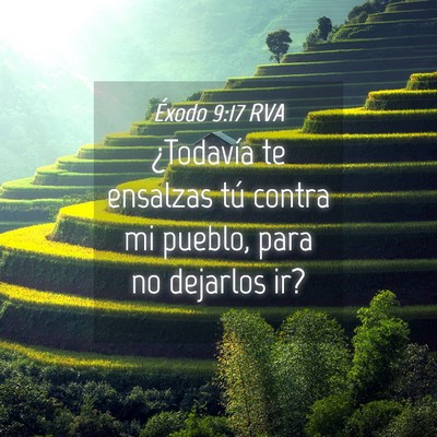 Picture 04 - Éxodo 9:17 RVA - ¿Todavía te ensalzas tú contra mi pueblo, para - Bible Verse Picture