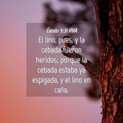 Picture 04 - Éxodo 9:31 RVA - El lino, pues, y la cebada fueron heridos; porque - Bible Verse Picture