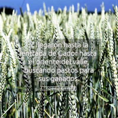 Picture 05 - 1 Crónicas 4:39 RVA - Y llegaron hasta la entrada de Gador hasta el - Bible Verse Picture