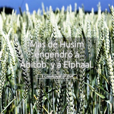 Picture 05 - 1 Crónicas 8:11 RVA - Mas de Husim engendró á Abitob, y á - Bible Verse Picture