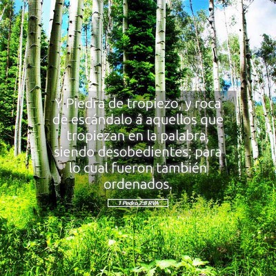 Picture 05 - 1 Pedro 2:8 RVA - Y Piedra de tropiezo, y roca de escándalo á - Bible Verse Picture