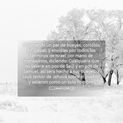 Picture 05 - 1 Samuel 11:7 RVA - Y tomando un par de bueyes, cortólos en piezas, - Bible Verse Picture