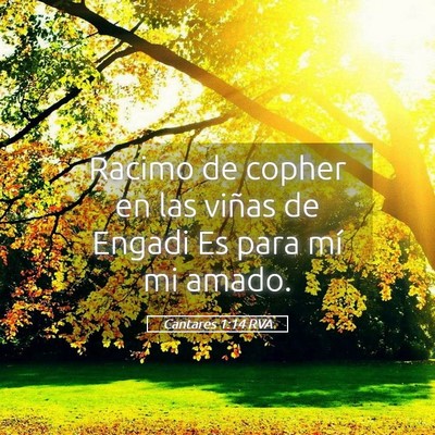Picture 05 - Cantares 1:14 RVA - Racimo de copher en las viñas de Engadi Es para - Bible Verse Picture